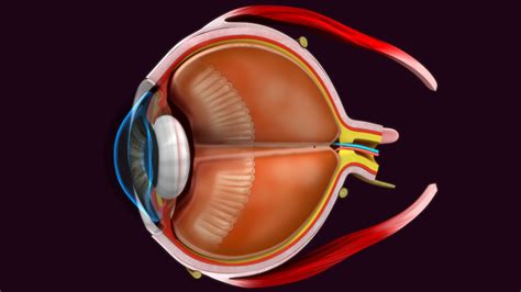 Eye Anatomy Model