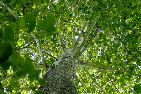 Coloring Book: Common Ohio Trees – Great Parks of Hamilton County Blog