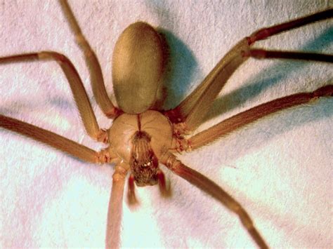 Common Spiders — Texas Insect Identification Tools