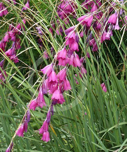 Dierama pendulum - Canne à pêche des anges graines