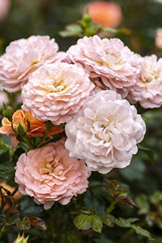 Apricot Drift® Rose – Green Promise Farms