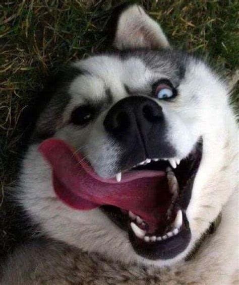 Huskies Go Crazy: 17 Funny Husky Pictures That Will Put A Smile On Your Face | Funny husky ...