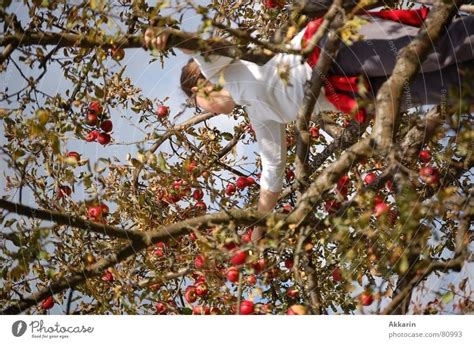 apple harvest Tree - a Royalty Free Stock Photo from Photocase