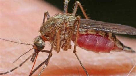 Japanese Encephalitis: Symptoms, Causes, Transmission & More