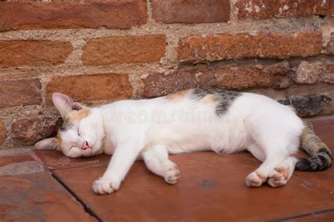 Homeless Cat Sleep on Floor. Stock Image - Image of watching, attention ...