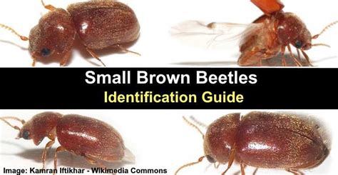 Small Brown Beetles In The House And Outside With Pictures Identification