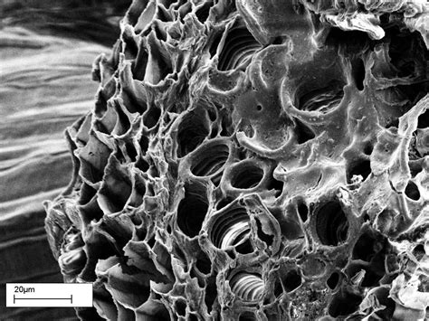 Plant Xylem and Phloem, SEM, Scanning electron microscopy, microscope ...