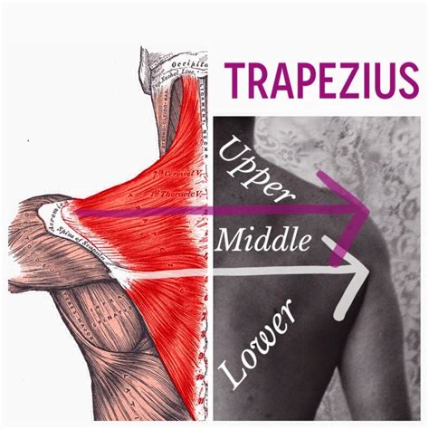 Strengthen Shoulder Depressors to Reduce Pain - West Suburban Pain Relief