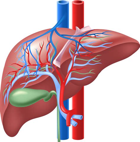 Bile Duct Diseases | MedlinePlus