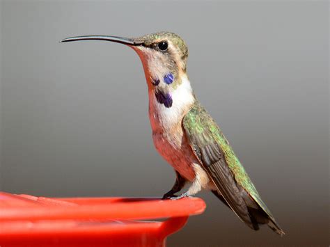 Lucifer Hummingbird - eBird