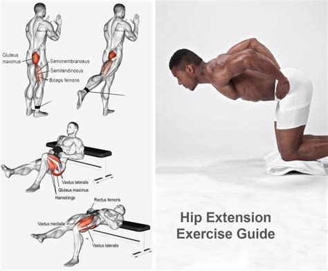 Hip Extension Exercise Guide [Butt & Glute] | EFitnessHelp