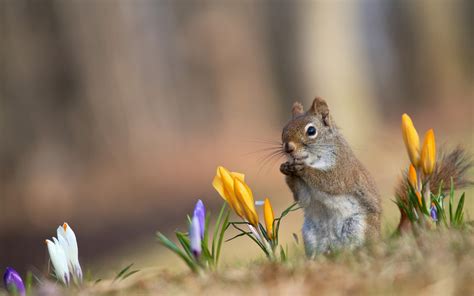 Spring Animals Desktop Wallpaper - WallpaperSafari