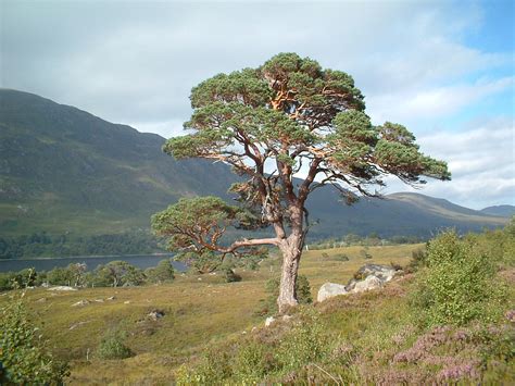 Plants and Habitats | Trees | Scots pine | Irish landscape, Conifer trees, Landscape