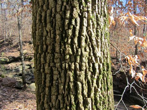 Using Georgia Native Plants: Barking Up The Right Tree