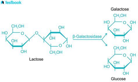 Galactose Formula: Structure, Properties, Uses & Health Hazards