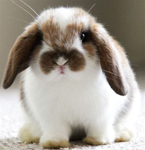 27 Bunnies That Will Cure Any Case of the Mondays | Cute animals, Cute ...