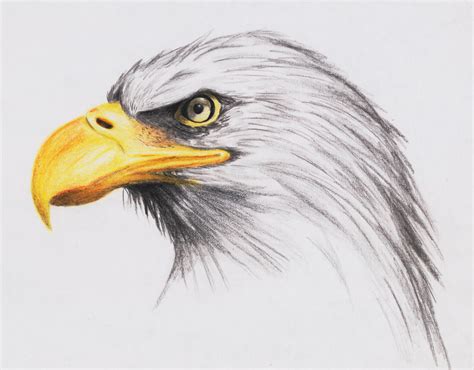 Bald Eagle Drawing