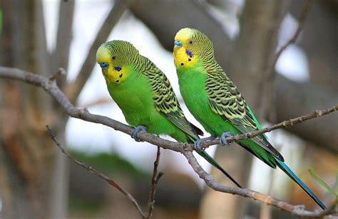 Budgerigar Bird Facts, Pet Care, Behavior, Housing, Pictures