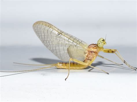 mayfly - Online Discount Shop for Electronics, Apparel, Toys, Books ...