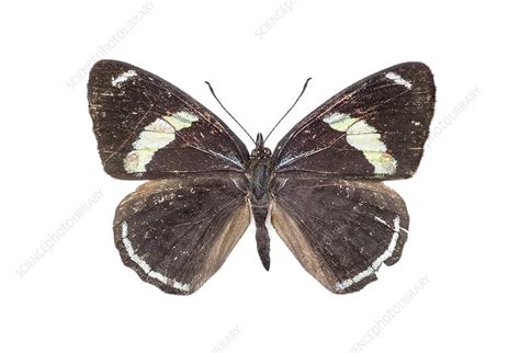 Cramer's eighty-eight butterfly - Stock Image - C016/2126 - Science Photo Library