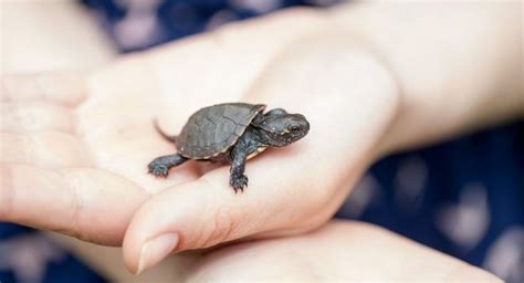 Are you wondering what is the best small turtle for a pet? 󾭊 Pet turtles that stay small! 󾭊 What ...