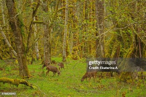 420 Olympic National Park Wildlife Stock Photos, High-Res Pictures, and Images - Getty Images