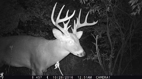 Finding Big Bucks on Trail Cameras | Trailcampro