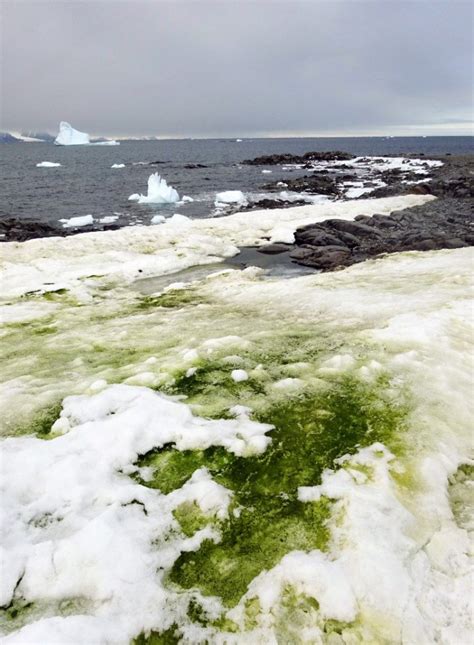 Antarctica blooms with green algae - Owl Connected