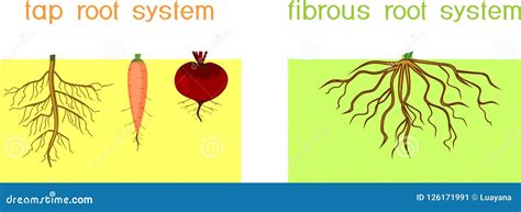 Different Types of Root Systems: Tap and Fibrous Root Systems Stock ...