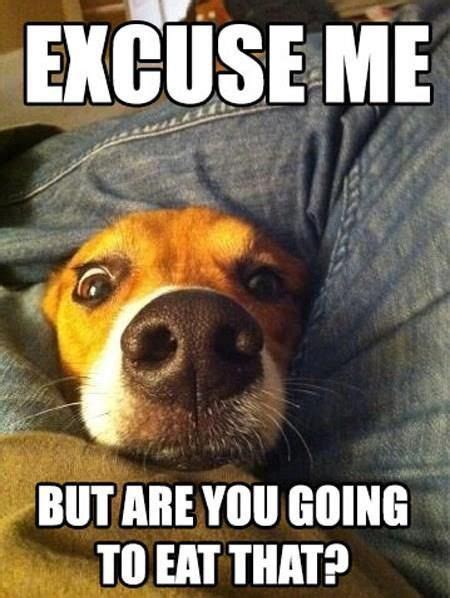 Familiar...Just Like My dog ️Does your dog do this too? | Funny animal pictures, Funny animals ...