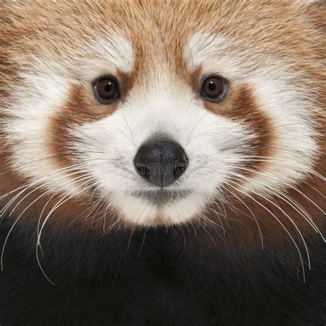 Close-up of Young Red Panda or Shining Cat Stock Image - Image of close, animal: 17952617