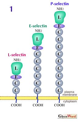 糖質科学のことば / Lectin-5