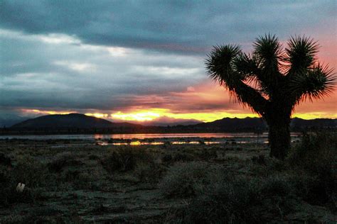 Jacob Tree Sunset - El Mirage Photograph by Jeff Kurtz - Pixels