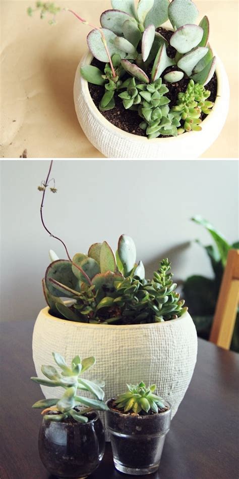 diy potted succulents » Lovely Indeed