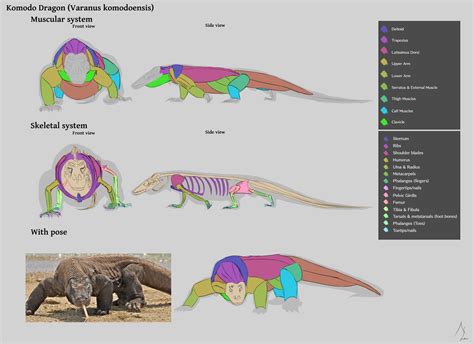 Komodo Dragon Anatomy