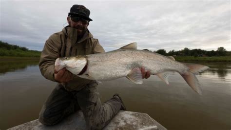 Pro Tips: What's a Sheefish and How Do You Catch One? - Orvis News