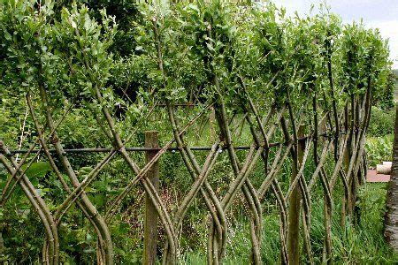 Living willow fences (450×300) | Willow fence, Living willow, Living fence