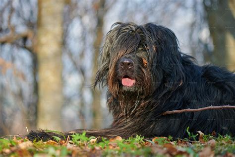 Bergamasco Shepherd Dog - Stock Photos | Motion Array