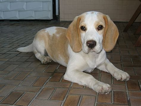 225+ Awesome Beagle Names - PetHelpful