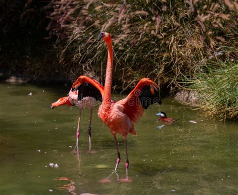 A Flamingo Spreads Its Wings Editorial Photography - Image of diego, pink: 163780497