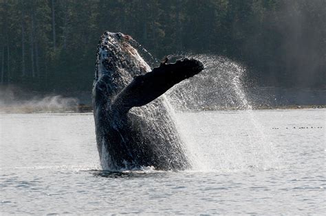 Haida Gwaii - Wildlife - The Fishing Experience : The Fishing Experience