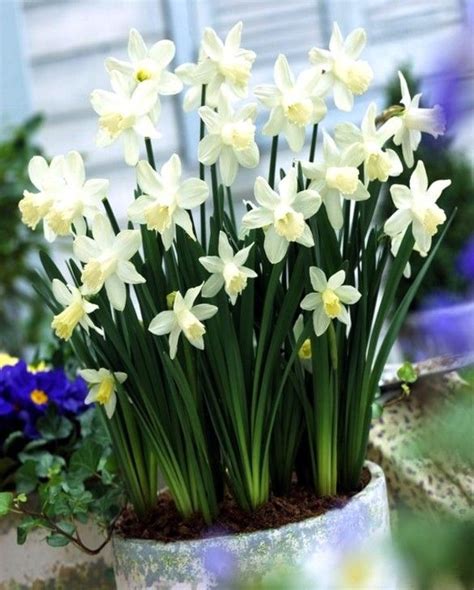 Narcissus Snow Baby