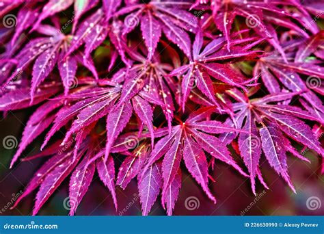 Pink Leaves of the Japanese Maple Trees Acer Palmatum in the Park Stock Photo - Image of beauty ...