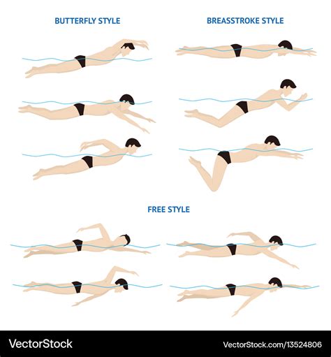 Swimming breaststroke butterfly and free style Vector Image