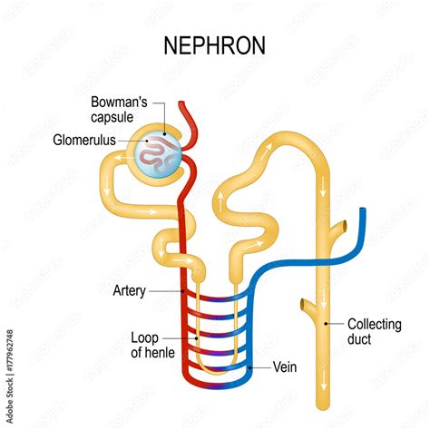 Loop Of Henle Diagram