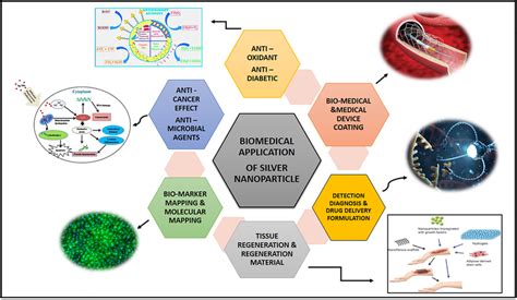 Overall view of biomedical application of silver nanoparticles (AgNPs ...