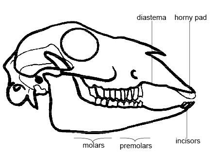 Omnivore Teeth Diagram