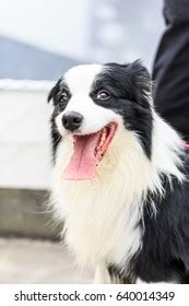 Happy Border Collie Stock Photo 640014349 | Shutterstock