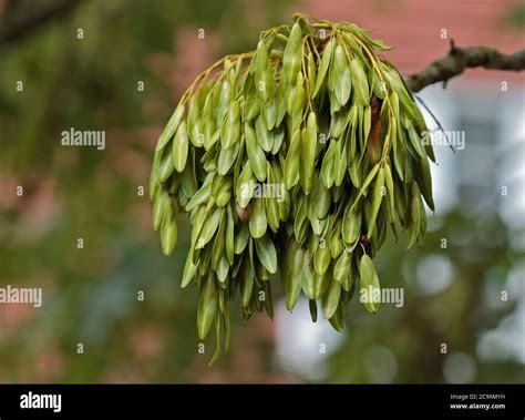 Ash Tree Seed Pods Stock Photo - Alamy