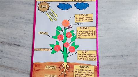 parts of plant model for student/Photosynthesis model in plants/Science model/Parts of plant ...